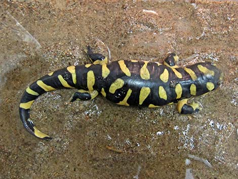 Tiger Salamander (Ambystoma tigrinum)