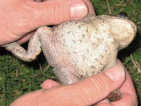 Western Toad (Bufo boreas)