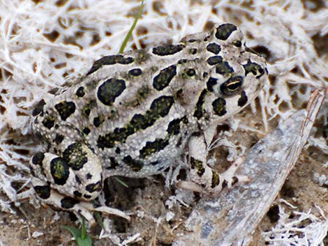 Great Plains Toad (Anaxyrus cognatus)