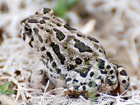 Great Plains Toad (Anaxyrus cognatus)