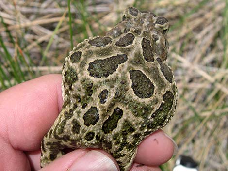 Great Plains Toad (Bufo cognatus)