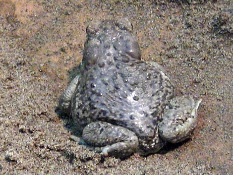 Arizona Toad (Anaxyrus microscaphus)