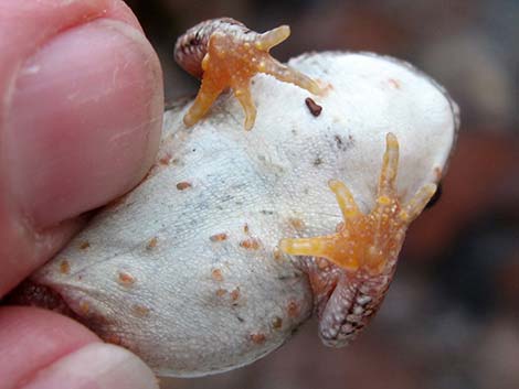 Arizona Toad (Anaxyrus microscaphus)