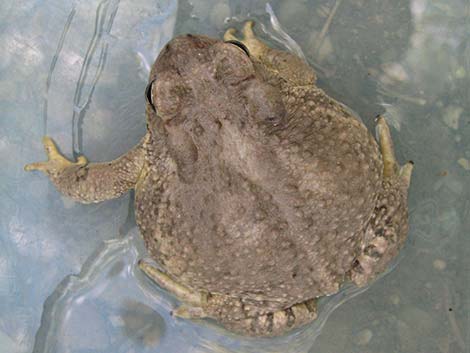 Arizona Toad (Anaxyrus microscaphus)