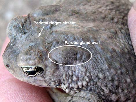 Arizona Toad (Anaxyrus microscaphus)