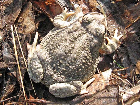 Arizona Toad (Anaxyrus microscaphus)