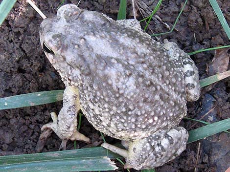 Arizona Toad (Anaxyrus microscaphus)