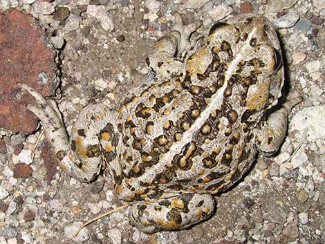 Amargosa Toad (Bufo nelsoni)