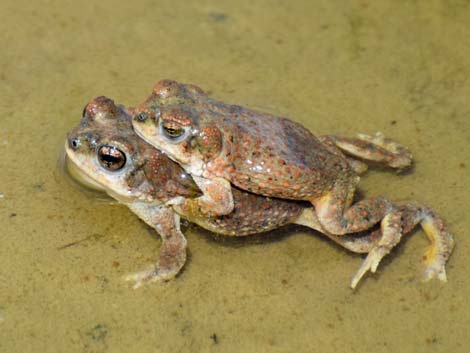 Red-spotted Toad (Anaxyrus punctatus)