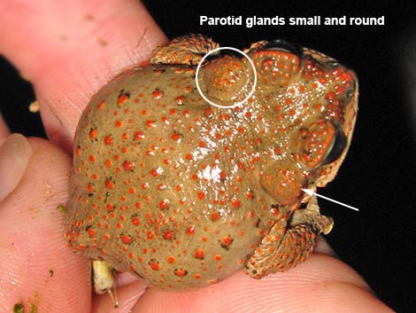 Red-spotted Toad (Anaxyrus punctatus)