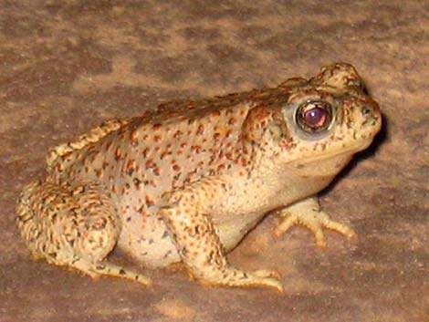 Red-spotted Toad (Anaxyrus punctatus)