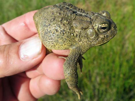 Woodhouse's Toad (Bufo woodhousii)