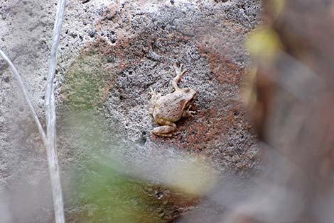 Canyon Treefrog (Hyla arenicolor)