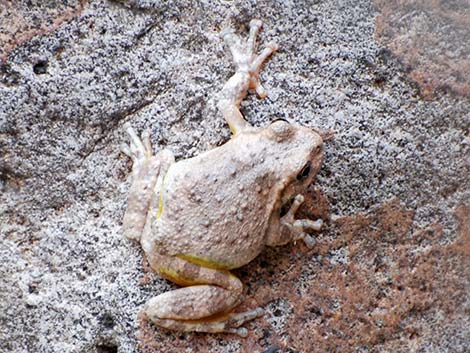 Canyon Treefrog (Hyla arenicolor)