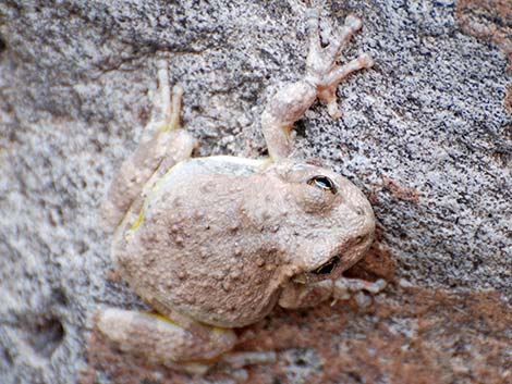 Canyon Treefrog (Hyla arenicolor)