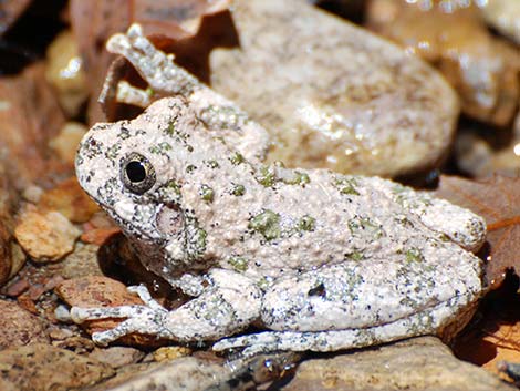 Canyon Treefrog (Hyla arenicolor)