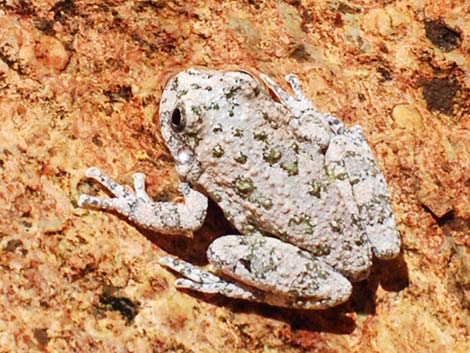 Canyon Treefrog (Hyla arenicolor)