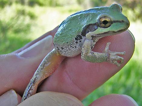 Pacific Treefrog [Pacific Chorus Frog] (Pseudacris regilla)