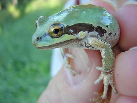 Baja California Treefrog (Pseudacris hypochondriaca)