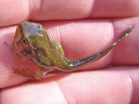 Pacific Treefrog [Pacific Chorus Frog] (Pseudacris regilla)