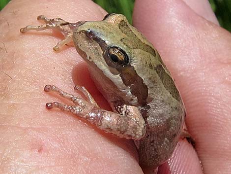 Northern Pacific Treefrog (Pseudacris regilla)