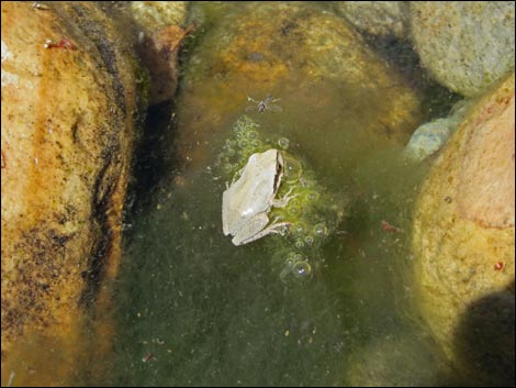 Baja California Treefrog (Pseudacris hypochondriaca)