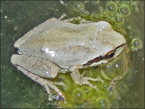 Baja California Treefrog (Pseudacris hypochondriaca)