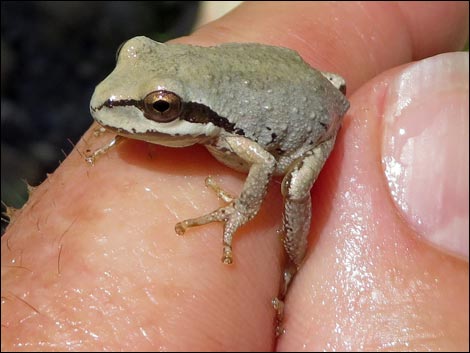 Baja California Treefrog (Pseudacris hypochondriaca)