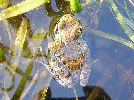 Baja California Treefrog (Pseudacris hypochondriaca)