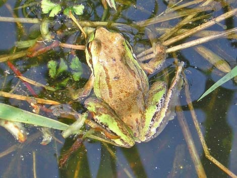 Baja California Treefrog (Pseudacris hypochondriaca)