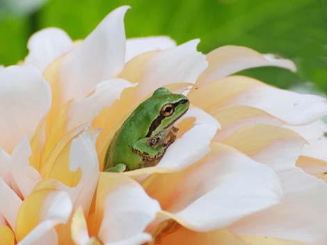 Pacific Chorus Frog (Pseudacris regilla)