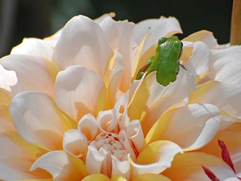 Wildlife Around Las Vegas, Northern Pacific Treefrog (Pseudacris