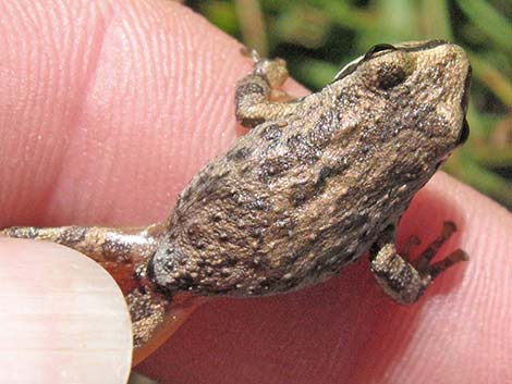 Wildlife Around Las Vegas, Northern Pacific Treefrog (Pseudacris