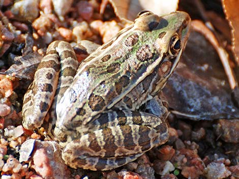 Rio Grande Leopard Frog (Rana berlandieri)