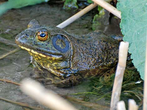 Rana catesbeiana