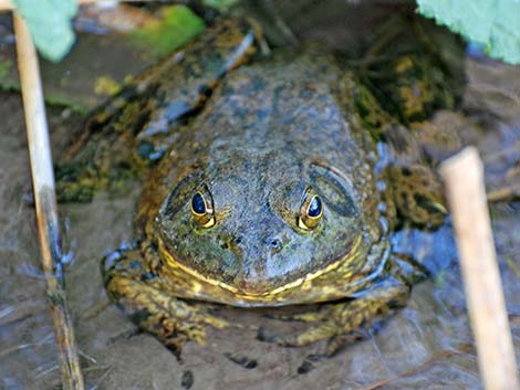 Bullfrog (Lithobates catesbeiana)