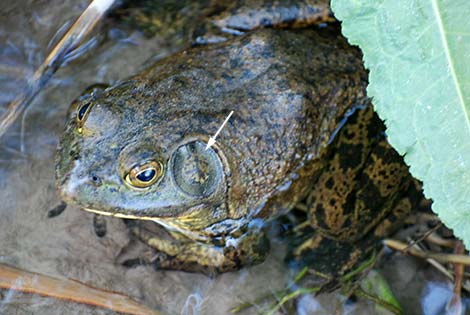 Bullfrog (Lithobates catesbeiana)