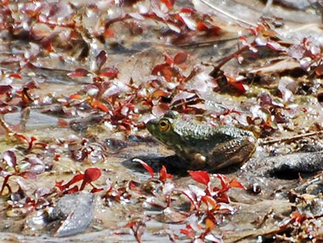 Bullfrog (Lithobates catesbeiana)