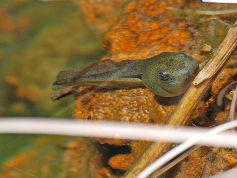 Bullfrog (Lithobates catesbeianus)