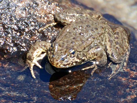 Mountain Yellow-legged Frog (Rana muscosa)