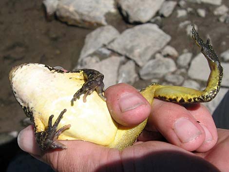 Mountain Yellow-legged Frog (Rana muscosa)