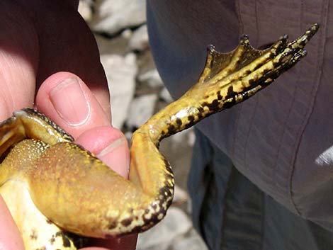 Mountain Yellow-legged Frog (Rana muscosa)