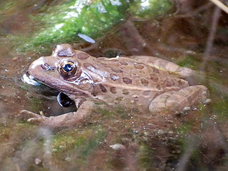 Relict Leopard Frog (Lithobates onca)