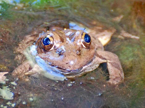 Relict Leopard Frog (Lithobates onca)