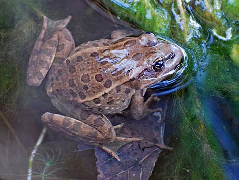 Relict Leopard Frog (Lithobates onca)