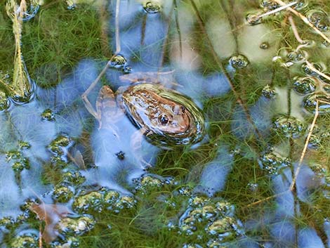 Relict Leopard Frog (Lithobates onca)