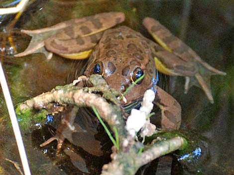 Relict Leopard Frog (Lithobates onca)