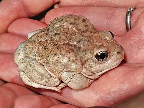 Great Basin Spadefoot (Spea intermontana)