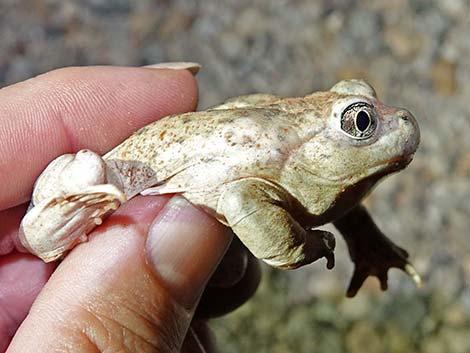 Great Basin Spadefoot (Spea intermontana)