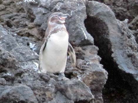 Sphenisciformes (Penguins)